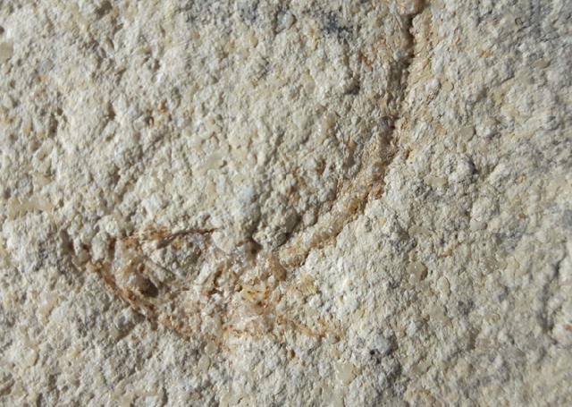 Leptolepides sprattiformis (BLAINVILLE 1818) & Lumbricaria intestinum (GOLDFUSS 1831)  - Bild © FossNet FossilienStore